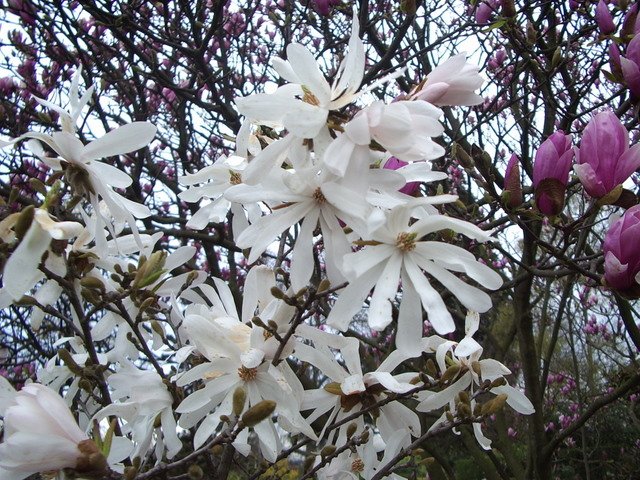 Magnolia stellata
